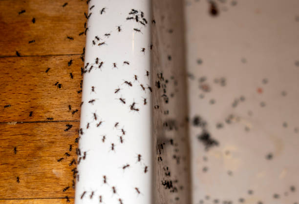 Best Mosquito Control Services  in Prophetstown, IL